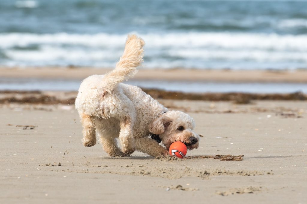 Ostsee Hundestrände