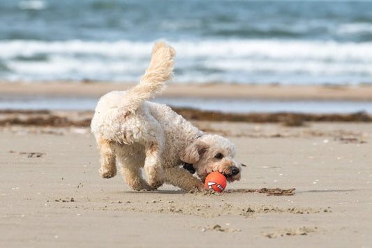 Ostsee Hundestrände