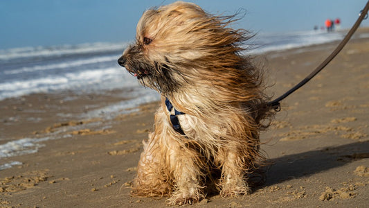 Nordsee Hundestrände