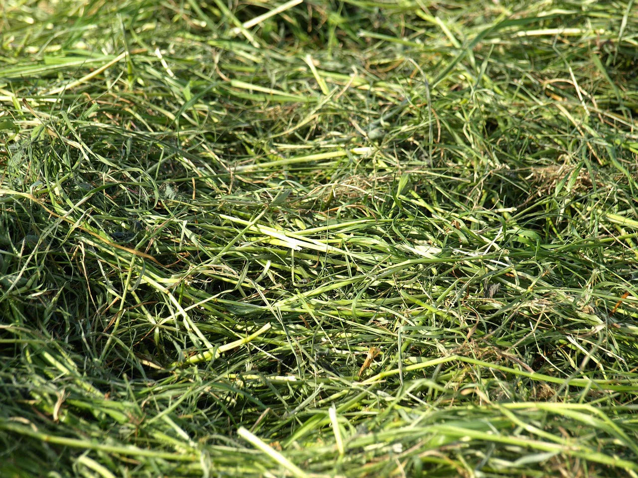 Bio Premium Hochland Heu